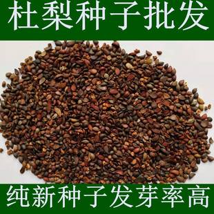 新采杜梨种子 野生杜梨树 棠梨 海棠梨野梨子耐寒嫁接各种梨树苗