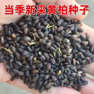 新采黄柏种子厚皮黄柏树种子药材黄柏树籽当季新种