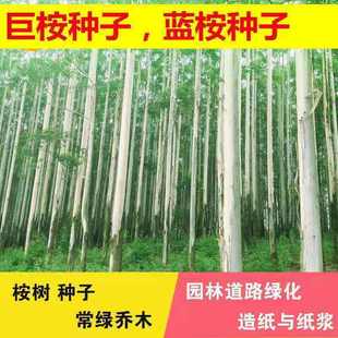 29号桉树种子速生按大小叶桉树美国巨按树种广林9杏仁桉树籽银元