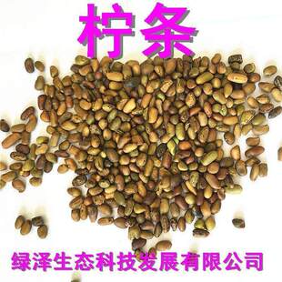 柠条种子小叶锦鸡儿黄棘黄雀花阳雀花毛条子护坡灌木当年优质新种