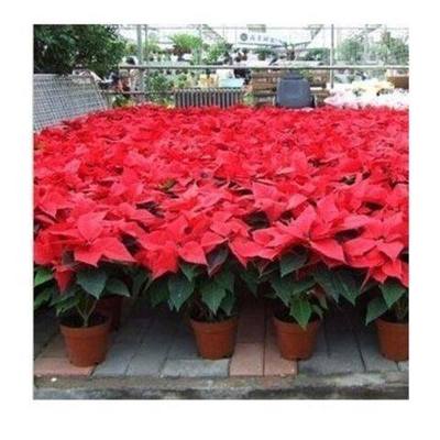 一品红种子室内观叶植物