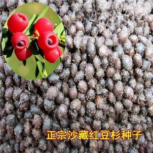 正宗沙藏东北方南方红豆杉种子曼地亚红豆杉树种子