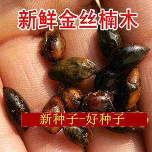 金丝楠木种子小叶金丝楠木种子金丝楠木种子四川金丝楠木树种