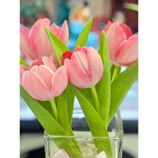 郁金香大种球水培套装四季耐寒花卉阳台办公室桌面开花秋冬室内养