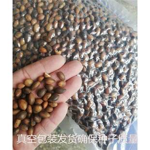 新采正宗金丝楠木树种子四川小叶楠种子细叶金丝楠籽桢楠雅楠种子