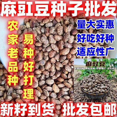 麻豇豆农家四季散装简单易