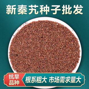 秦艽种子材秦艽种子新籽 秦玖秦九种子耐旱耐寒亩用2斤