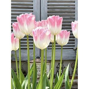 5度球10颗郁金香进口大种球进口土培水养阳台开花水仙室内办公室