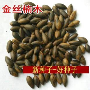 正宗 金丝楠木树种子  细叶金丝楠 桢楠 林木种子名贵 四川小叶楠