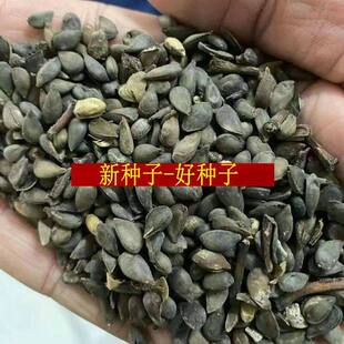 苹果种子果树苗苹果树种子嫁接红富士曙光苹果海棠山丁子甜茶籽