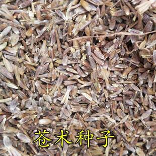 纯野生北苍术种子人工手采茅苍术正品含朱砂点苍术种子