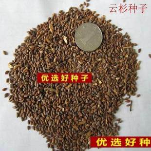 云杉种子 美国蓝杉种子  茂县云杉杉树种子新采云杉树种子