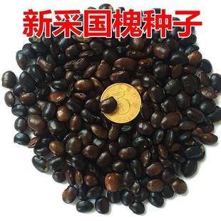 新采国槐种子速生国槐树种子黄花槐红花槐刺槐种子紫穗槐刺槐树籽