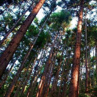 速生杉木种子刺杉水杉沙树种子冷杉落羽杉云杉银杉银杉 杉树种子