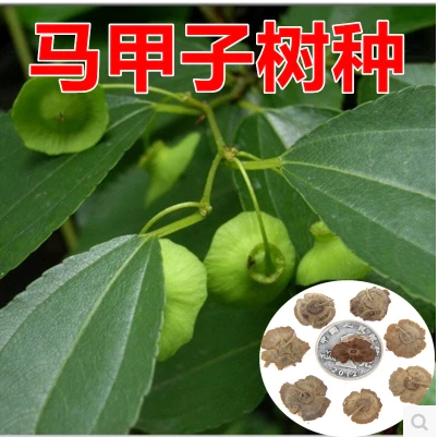新采马甲子种子 枸橘种子 枳壳种子 臭橘种子臭杞马甲刺 铁篱笆籽