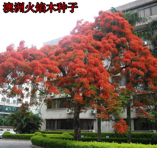 澳洲火焰木种子火焰树,苞萼木种子 新采收林木种子花卉