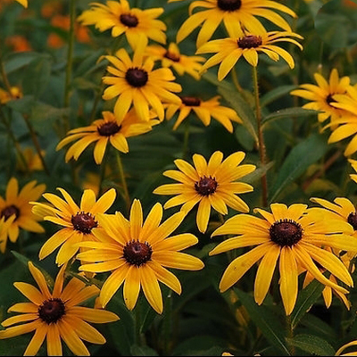 宿根园林绿化耐旱花期长黑心菊