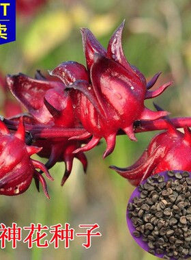 洛神花种子食用红桃K种子阳台盆栽茄花草茶种籽易种植种籽