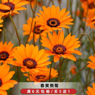 春黄熊菊种子鸟寝花金黄熊菊花籽切花花坛室外盆栽阳台庭院开花快