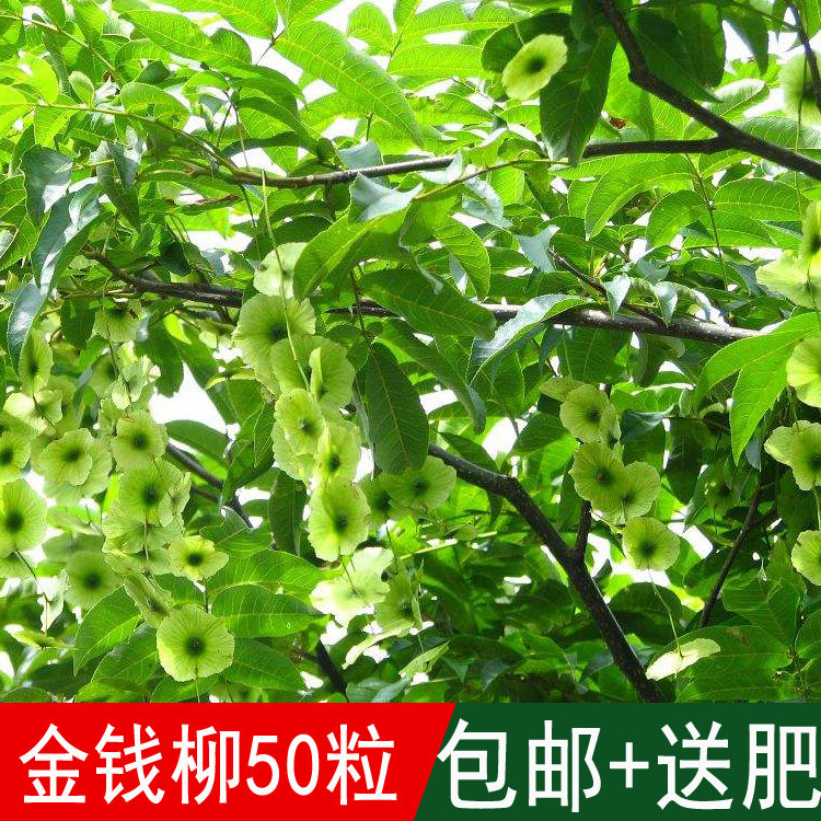 林木种子金钱柳种子金钱树种子青钱柳摇钱树 药材种子