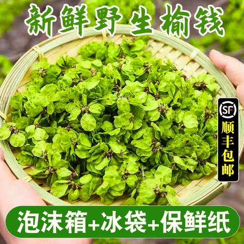 2026新鲜榆钱现摘野生当季野菜榆树钱串子窝窝头食材余钱产地直销 - 封面