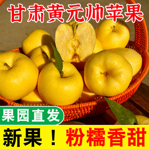 甘肃正宗黄元帅苹果当季新鲜