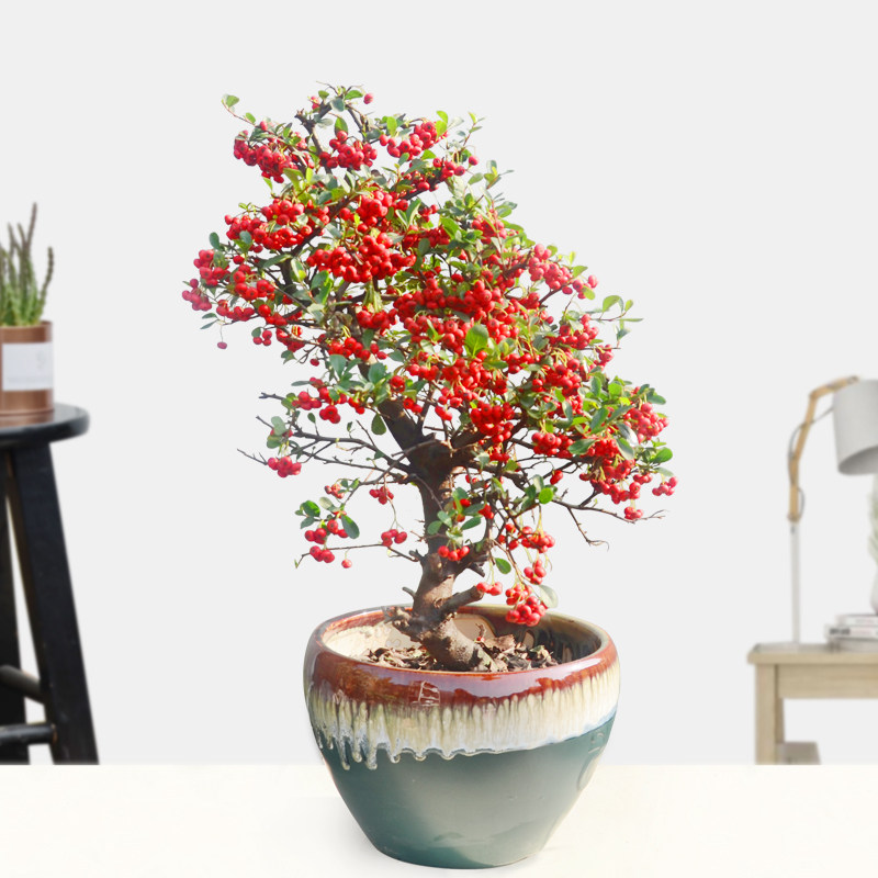 火棘盆景吉祥果盆栽满堂红树桩绿植观果植物阳台客厅庭院红果花卉