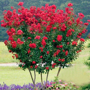 庭院绿化工程苗紫薇树苗红花紫薇苗红火箭百日红盆栽名贵植物花卉