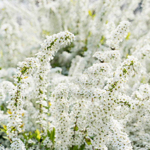 喷雪花阳台庭院耐寒耐热