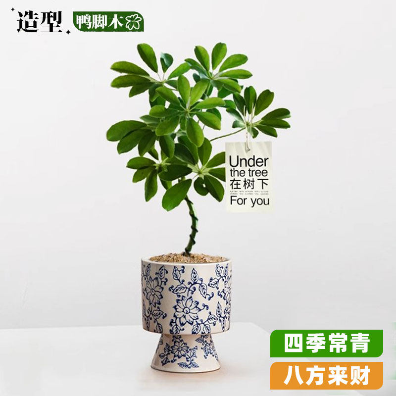 造型鸭脚木盆栽八方来财室内好四季养活办公室桌面摆件小绿植盆景