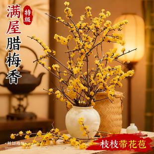 腊梅花鲜花水养切花干支腊梅水培植物室内客厅摆件梅花春节年宵花