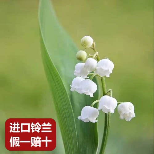 种满鲜花荷兰进口铃兰包对版开花