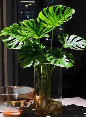 老桩龟背竹水培植物室内好养活客厅大盆栽大叶桌面办公室绿植花卉