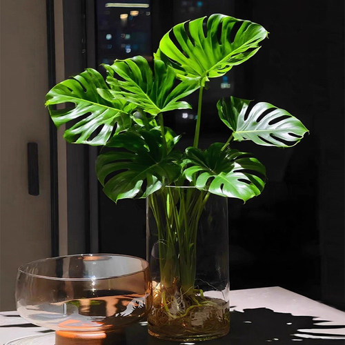 龟背竹水培植物室内好养桌面绿植