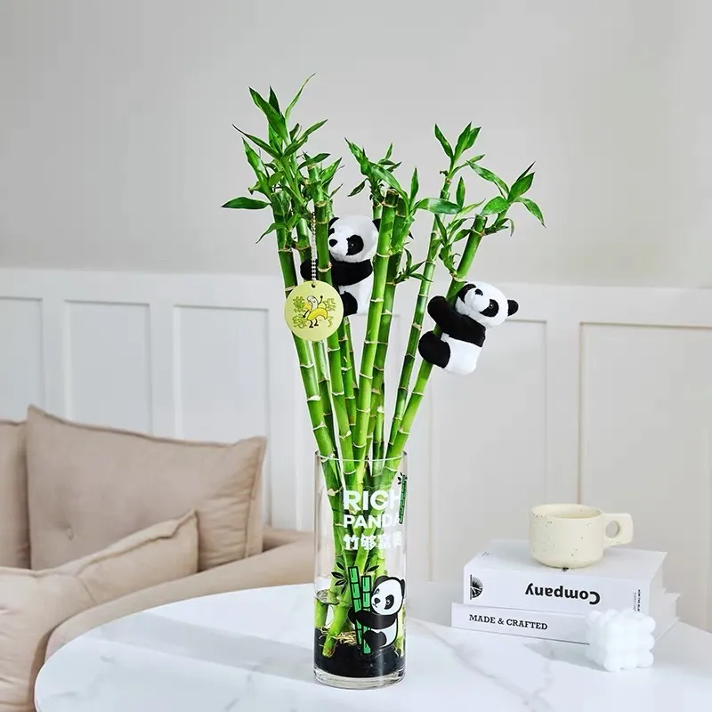 开运竹富贵竹水培植物转运竹水养带根植物室内客厅招财竹绿植竹子