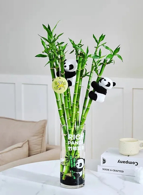 开运竹富贵竹水培植物转运竹水养带根植物室内客厅招财竹绿植竹子