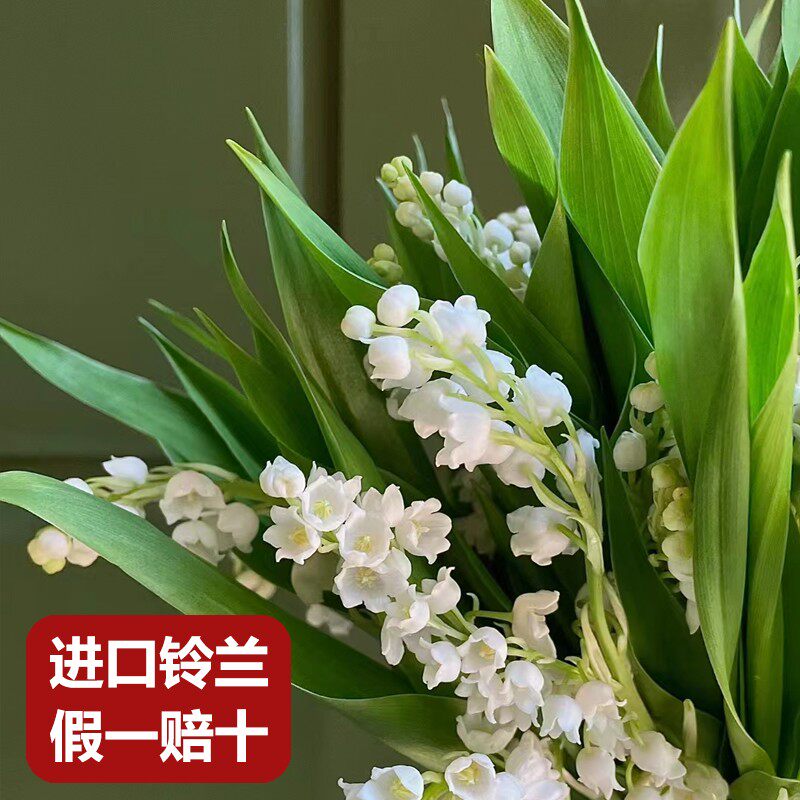 种满鲜花荷兰进口铃兰种球花苗室内办公室植物种植套装铃兰花盆栽