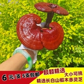 长白山灵芝人工培育养殖灵芝有柄椴木灵芝紫灵芝林下赤灵芝泡酒料