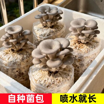 蘑菇种植包平菇蘑菇菌包菌种菌菇种植包家庭四季阳台种植可食用菌