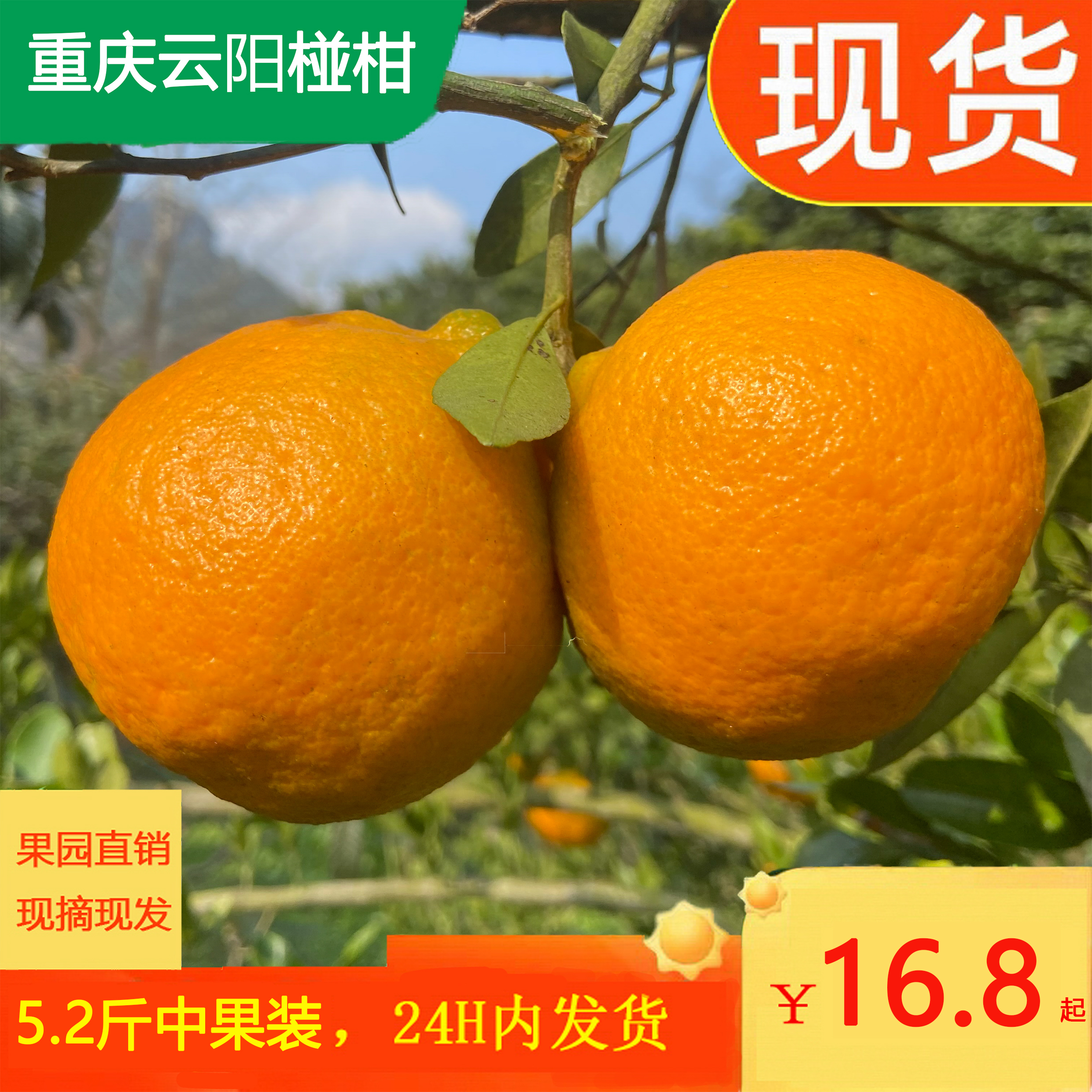 正宗重庆云阳现摘现发椪柑芦柑