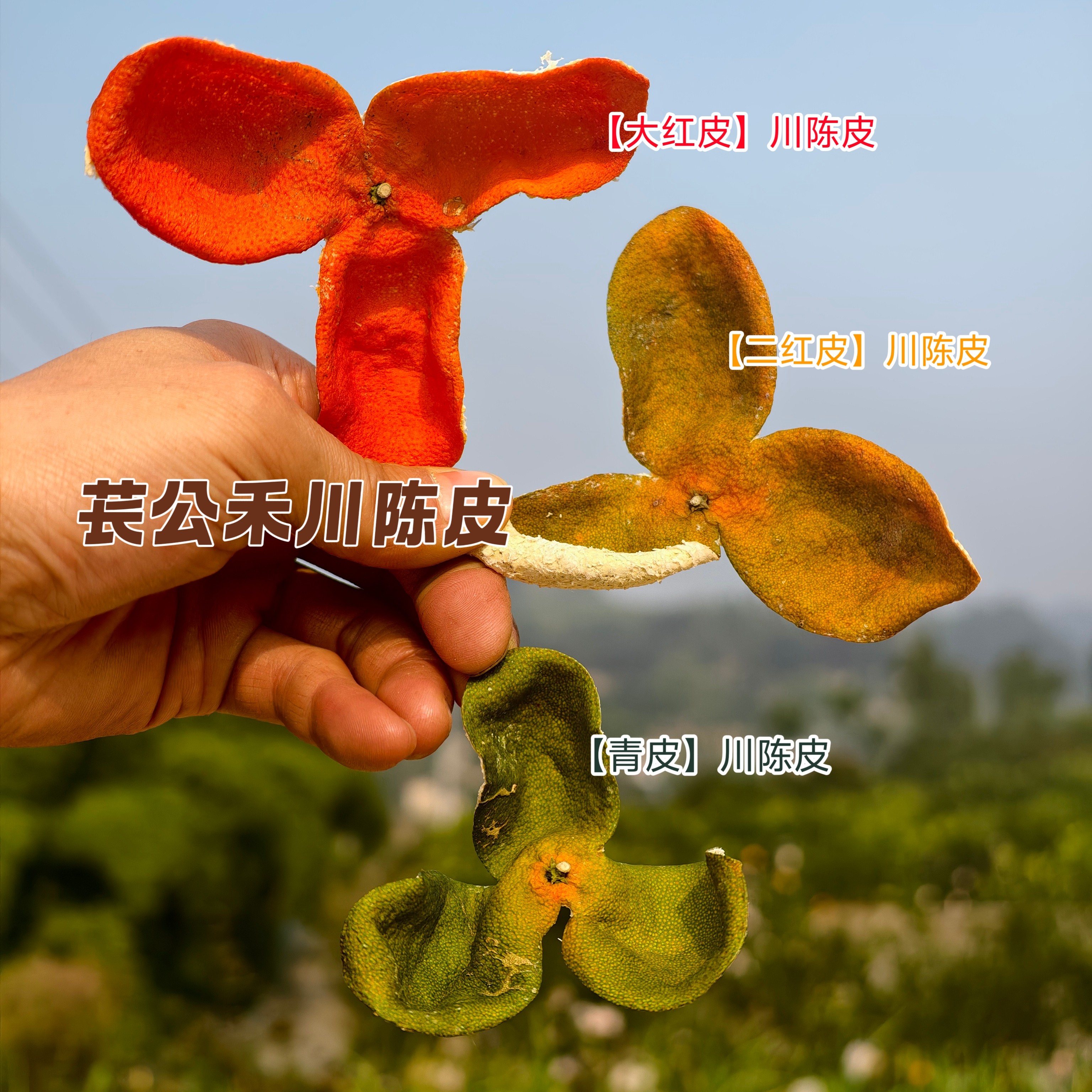 苌公禾川红桔大红袍川陈皮