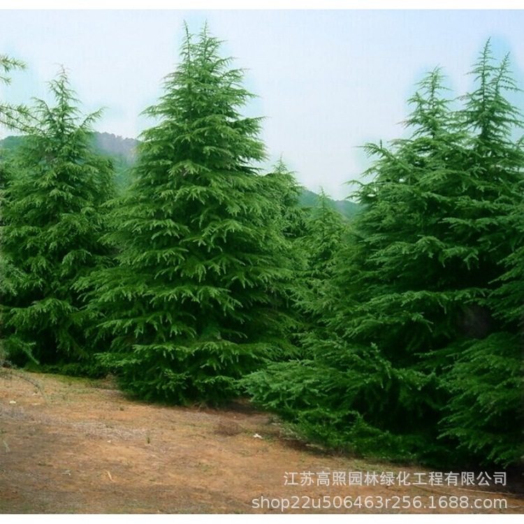 绿化苗木雪松多少钱 绿化苗木雪松优惠券免费领取 有条鱼