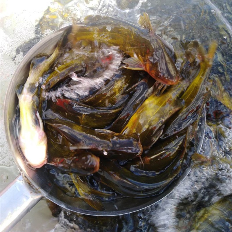 东北l淡水鱼鲜活牙子昂刺黄颡鱼