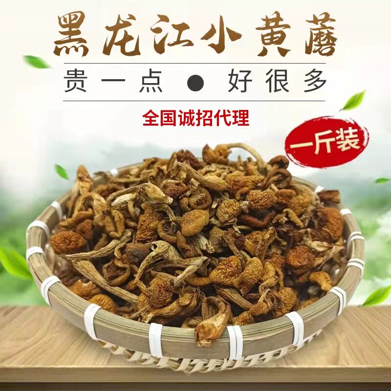 黑龙江山珍小黄蘑菇滑子蘑菇500克小鸡炖蘑菇农产品