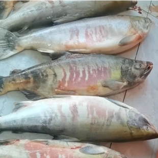 大马哈鱼俄罗斯抚远洄游新鲜速冻马哈东北整条冷冻大鱼淡水鱼