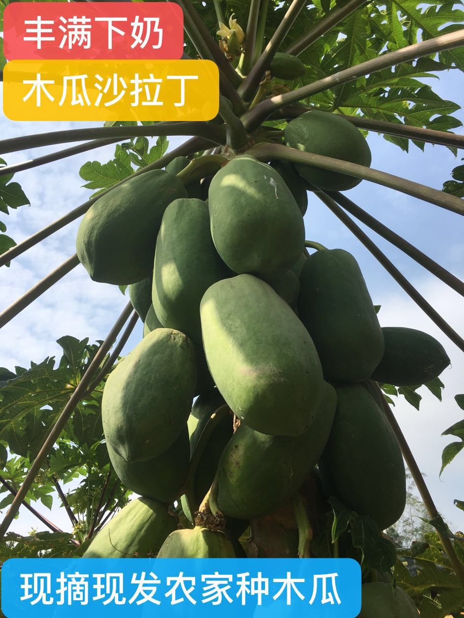 青木瓜农家特产5斤包邮孕妇下奶水果新鲜沙拉番木瓜丁