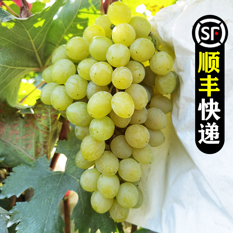 正宗大泽山一号白玫瑰香葡萄新鲜水果当季整箱阳光山东顺丰