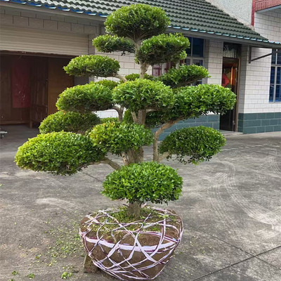 黄杨造型老桩庭院树地栽观赏耐寒