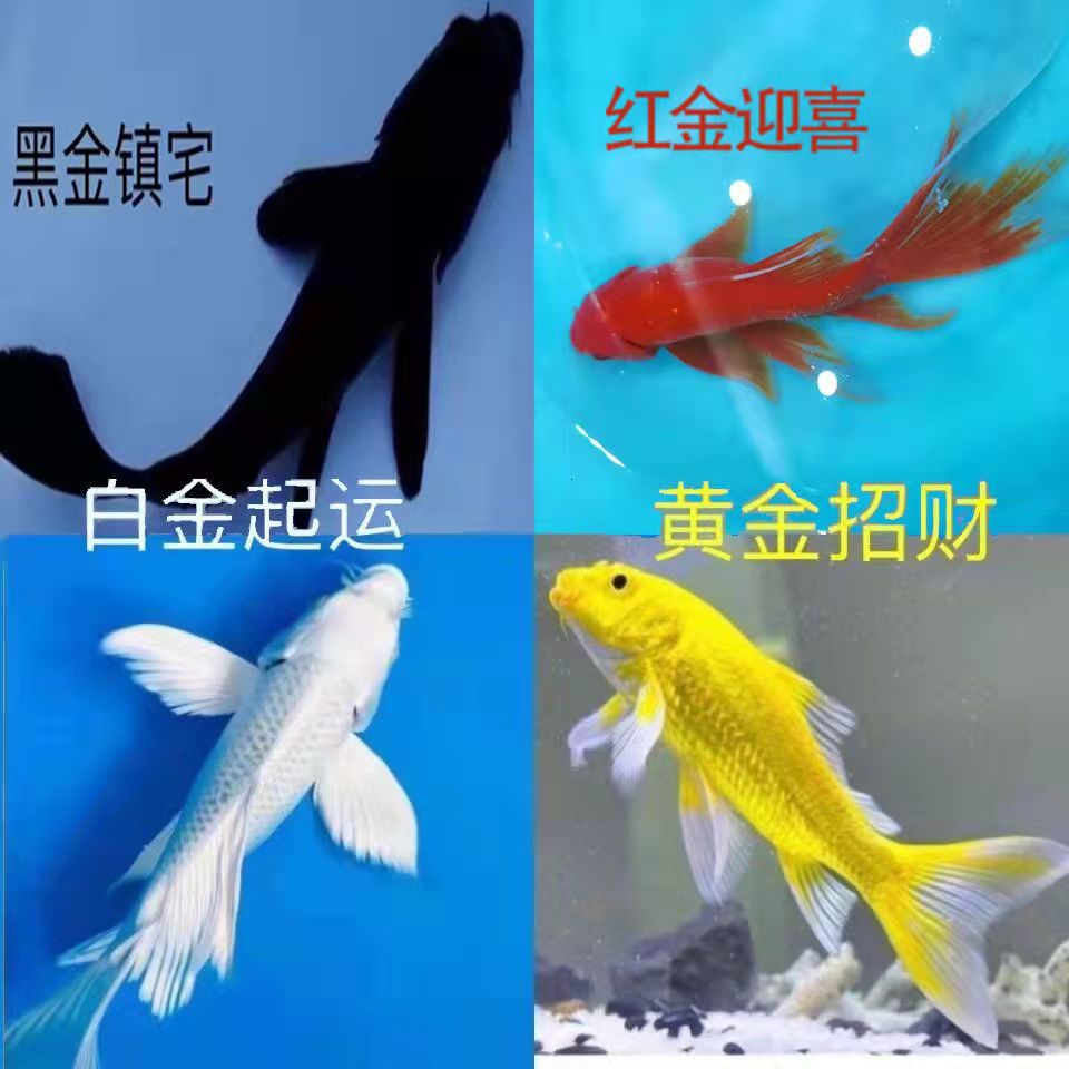 金鱼活体红鱼白金黄金锦鲤龙凤好鱼