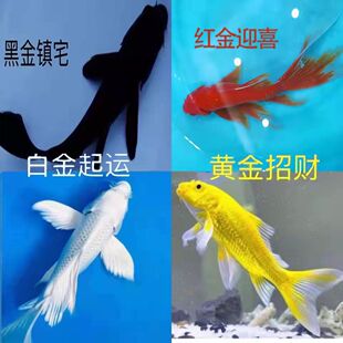 金鱼活体红鱼白金黄金锦鲤龙凤好养冷水淡水白金黑鱼活体小型鱼